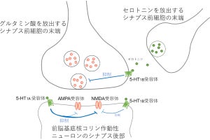 セロトニンが興奮性シナプス伝達を調節する仕組み、慈恵医大が解明