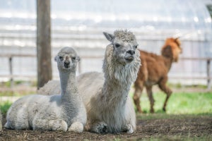 新型コロナの全変異株に有効なアルパカ由来の抗体、京大などが開発