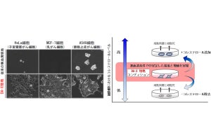 培養肉の生産にもつながる様々ながん細胞株を培養可能な無血清培地、近大が開発