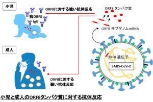 新型コロナで子供が重症化しにくいのは成人と免疫反応が異なるため、石川県立大などが確認