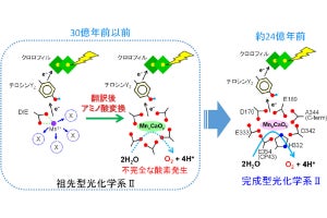 アミノ酸変換が太古の地球に酸素をもたらした、名大などが新たな仮説を提唱