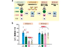 脳は睡眠中に異なる体験同士の類似性を見出している、富山大がマウスで確認