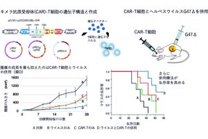 がん細胞だけを攻撃する人工免疫細胞と人工ウイルスによる治療法、名大などが開発