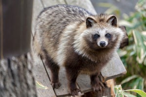 ヒトを避けてすばやく食事？　都市部のタヌキとアナグマの食事事情