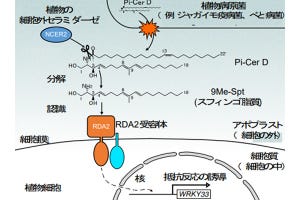 【今後に期待】植物が病原菌特有の脂質を認識する仕組みを発見 - 名古屋大ら