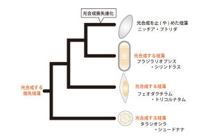 葉緑体があっても光合成しない藻類はどのように生きているのか？