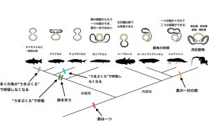 脊椎動物は水中から陸上に進出する際に肺の形態を変化させた、慈恵医大などが解明