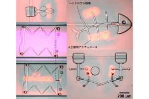 阪大など、人工筋肉装備の柔軟なマイクロロボットのその場組み立てに成功