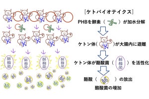 生分解性プラスチックに酪酸菌優位の腸内細菌叢を誘導する可能性、工科大が証明