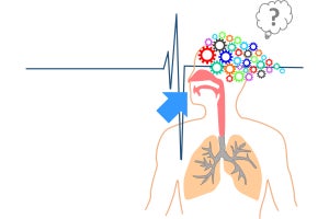 兵庫医科大、ヒトは息を吸う瞬間に集中力が散漫になることを発見