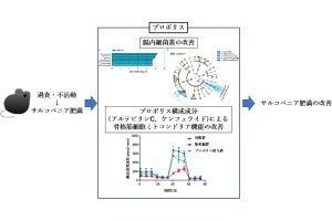 プロポリスによるサルコペニア肥満の予防効果、京都府立医科大が動物実験で確認