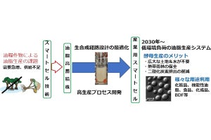 NEDOなど、油脂酵母による代替油脂生産で世界トップレベルの生産量を達成