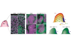 指が5本正しく生える鍵はソニック・ヘッジホッグタンパク質の分泌制御機構にあり、東大