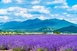 都道府県魅力度ランキング、茨城県は最下位免れる - 47位まで一挙紹介