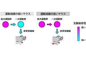 東大、運動の上達で脳内で情報が上流から下流へと引き継がれることを発見