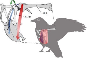 恐竜から鳥類への進化の過程での羽ばたき飛翔の起源の高精度推定に前進、名大