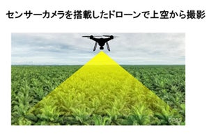 花王ら、パーム油原料の病害をドローンで発見するモニタリング技術を開発へ