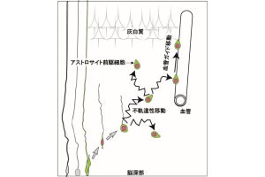 慶大など、神経機能制御細胞「アストロサイト」が脳内に広がる仕組みを解明