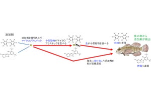 魚類がマイクロプラスチックや添加剤を体内に蓄積することを実証　北大など