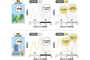 都市のハエは夜間光などの環境ストレスに適応して進化していた！　千葉大