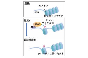 肥満は痩せても自然免疫系に長期間記憶される、京大が確認