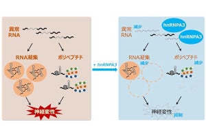 近大、ALSやFTDの原因となる異常RNAの働きを抑制するタンパク質群を発見