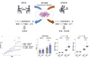 肥満の悪化に悪玉脂質を産生する腸内細菌が関与、理研が報告