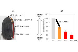 頭髪のダメージは根本付近から進行が始まっている、ミルボンなどが発見