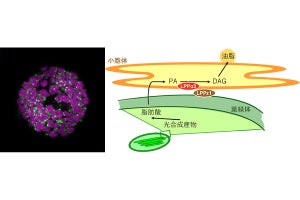 理研、植物の油脂合成に葉緑体と2つの酵素が関与することを新たに発見