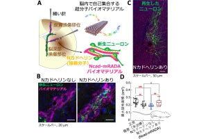 名市大など、脳の障害部位の神経再生を促進するバイオマテリアルを開発