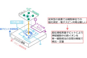 NTTなど、超伝導磁束量子ビット応用の磁場センサで神経細胞中の鉄イオンを検出