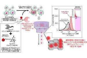 甲南大、ヒトの細胞内から新型コロナウイルスの複製を抑制するRNAを発見
