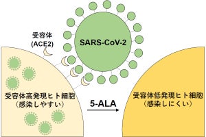 東工大、細胞のACE2受容体を抑制して新型コロナの感染を防ぐ新手法を発見