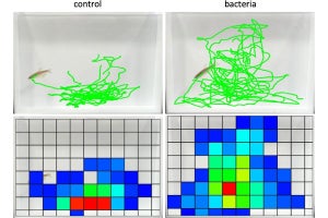 不安行動を軽減する腸内細菌、三重大が動物実験で確認