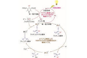 東大など、エナンチオ選択的な触媒的プロパルギル位アルキル化反応を実現