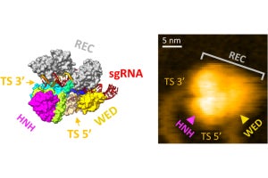 「SaCas9」によるDNA切断の動画撮影に成功　安全なゲノム編集ツール開発へ