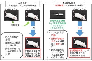 岩手大、音波でマウスの妊娠環境を瞬時に構築しゲノム編集マウスを作出