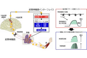 都医学研など、脊髄損傷をバイパスし麻痺した手の力の調節機能の回復に成功