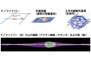 NAIST、細胞が繊維状タンパク質を移動する様子をナノファイバーで再現