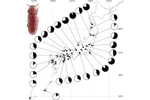 貯穀害虫の「死んだふり行動」は生息地が北側であるほど増加する　岡山大が発見