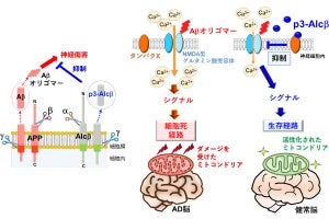 北大など、アルツハイマー病のアミロイドβの神経毒性を抑える物質を発見