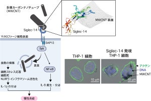 立命館大などがCNTを認識するヒト免疫受容体を発見　炎症の誘引機構を解明