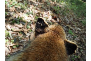 農工大、“ひっつき虫”型種子の動物への付着量に差が生じる要因を解明