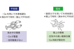 都立大など、昆虫が海にほとんどいないことを説明した新たな仮説を提唱