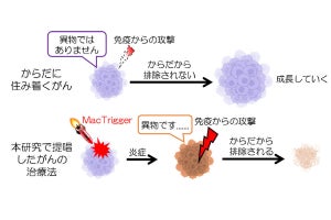 九大、がんを退治する“引き金”を投与する細胞医薬法の開発に成功