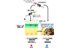 低濃度エタノール蒸気の吸入でインフルエンザの感染を抑制　OISTが確認