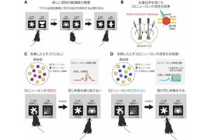 同じ失敗を避けるために作用するニューロンとは？　阪大がメカニズムを解明