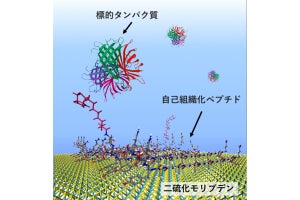 東工大など、二硫化モリブデンをペプチド修飾した高感度バイオセンサを開発