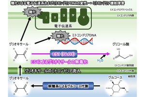 岩手大、細胞内の有毒物質を無毒化するタンパク質をミトコンドリアで確認