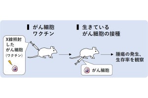 効果が出るがん細胞ワクチンの仕組みとは？　北大などがその一端を解明